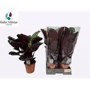 Calathea Medallion 19Ø 60cm