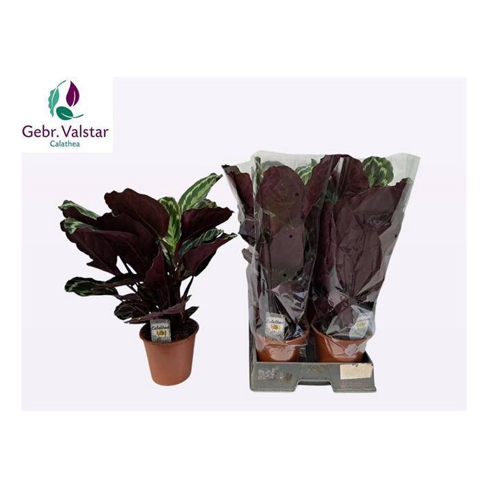 <h4>Calathea Medallion 19Ø 60cm</h4>