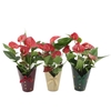 Anthurium Diamond Red in Gloria cup