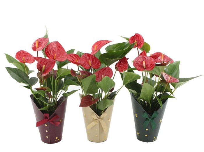 Anthurium Diamond Red in Gloria cup