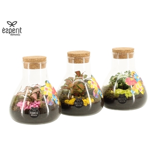 31764: Reinvention terrarium mini Erlenmeyer D10 / H14