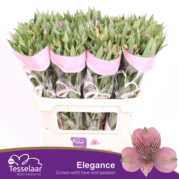 <h4>Alstroemeria Elegance</h4>