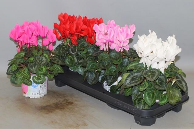 <h4>CYCL GR SUP XL</h4>