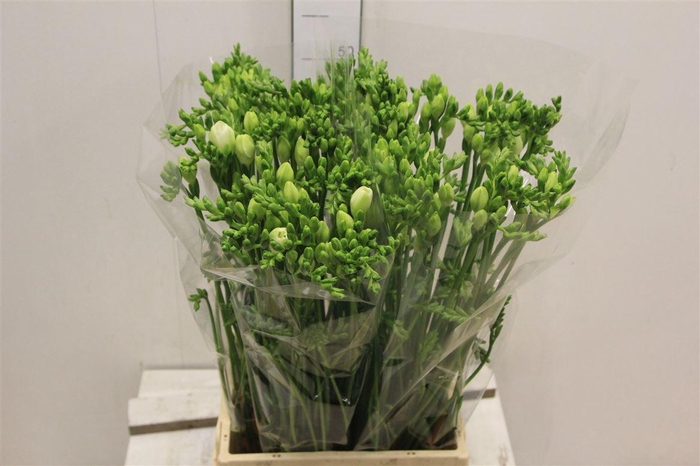 <h4>Fr Du Essence</h4>