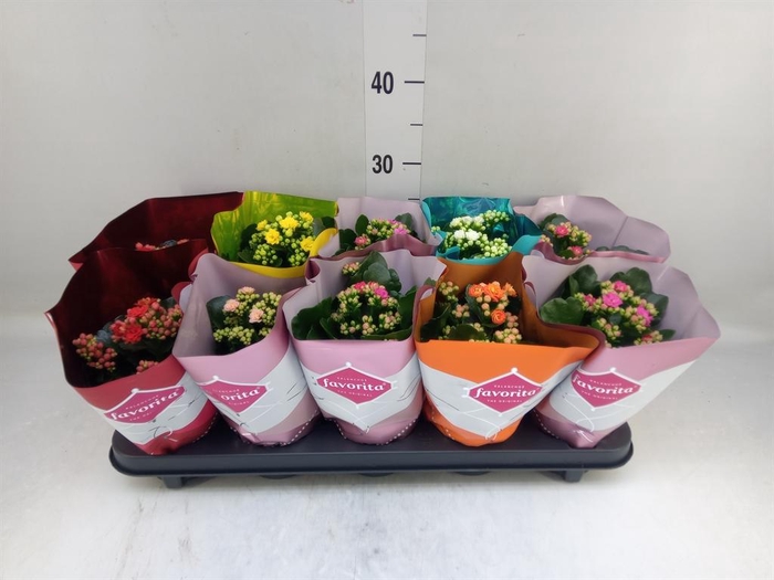 <h4>Kalanchoe blos. 'Perfecta'  ..mix 6</h4>