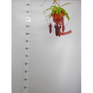 Nepenthes    ...