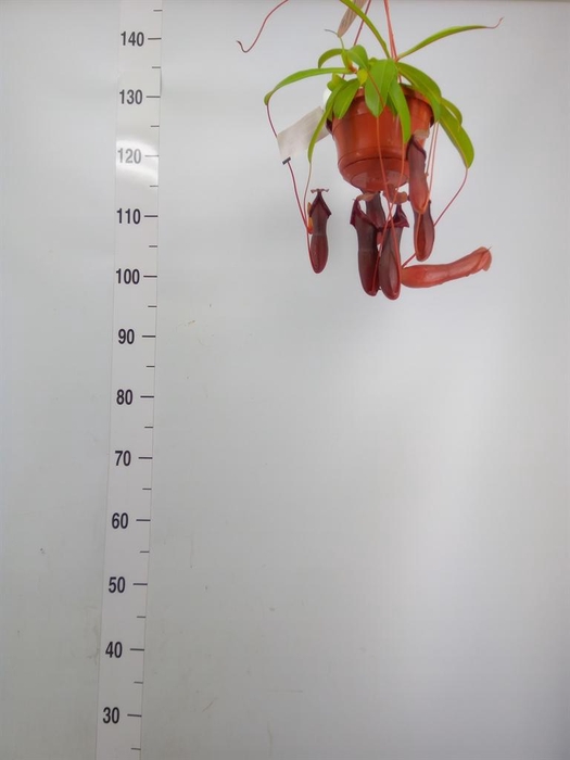 <h4>Nepenthes    ...</h4>