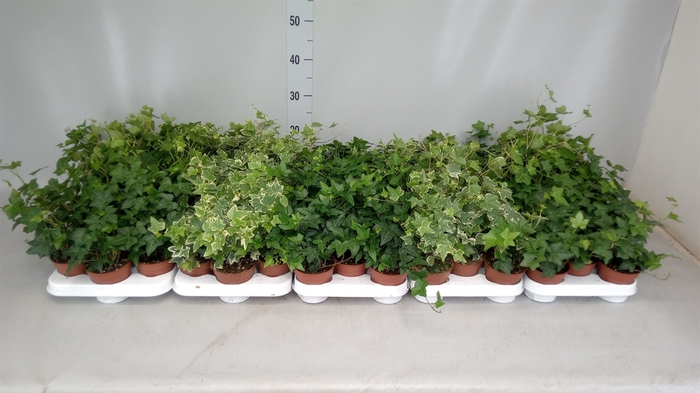 <h4>Hedera helix   ...</h4>