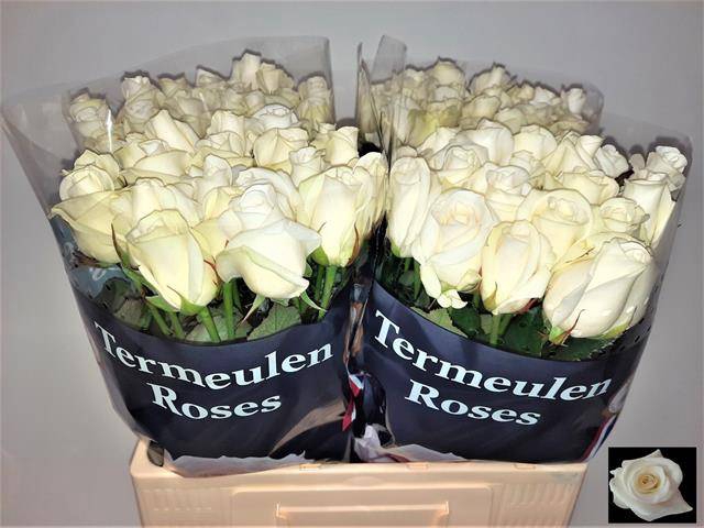 <h4>Rosa large akito</h4>