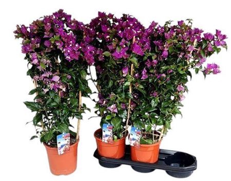 <h4>Bougainv Alexandra</h4>