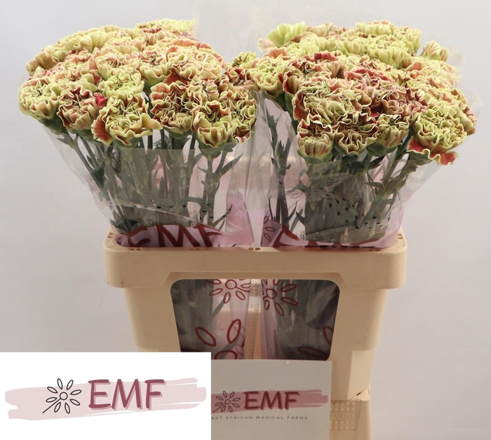 <h4>Di St Wine Cover</h4>