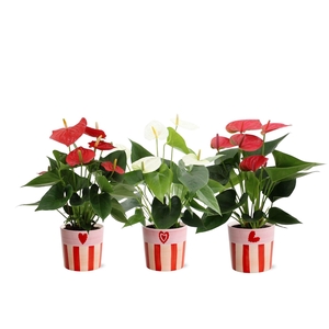 Anthurium 3 color mix in Romee ceramics