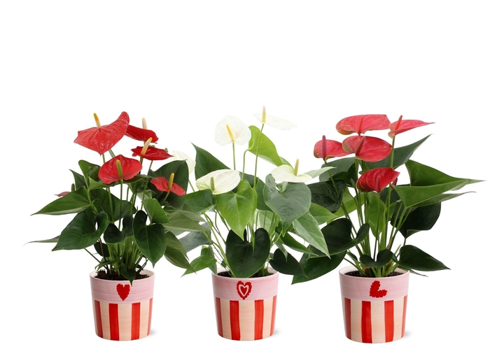 <h4>Anthurium 3 color mix in Romee ceramics</h4>