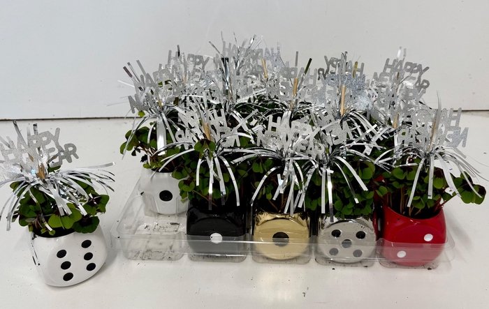 <h4>OXALIS DEPPEI</h4>