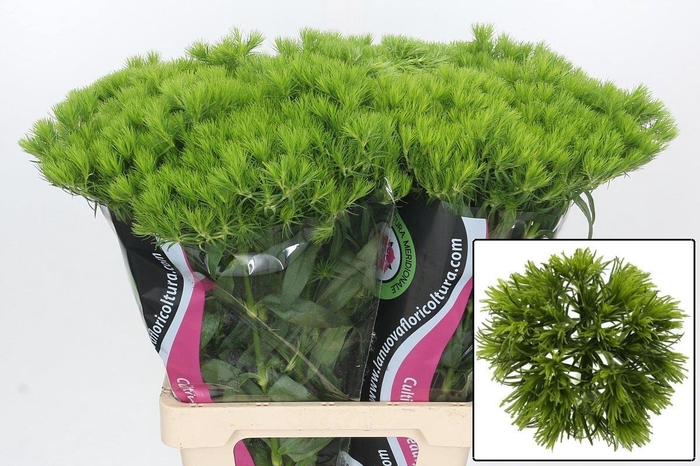 <h4>DI BARB KIWI MELLOW</h4>