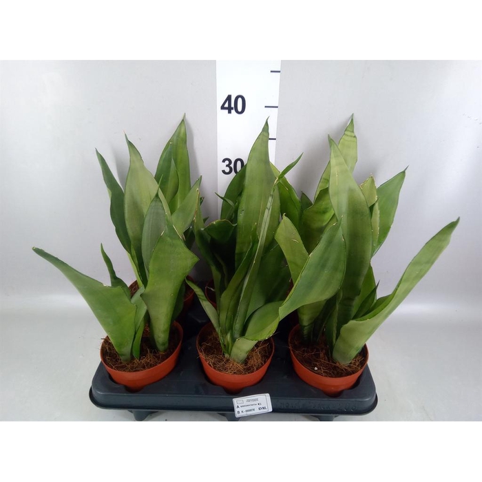 <h4>Sansevieria trifa. 'Moonshine'</h4>
