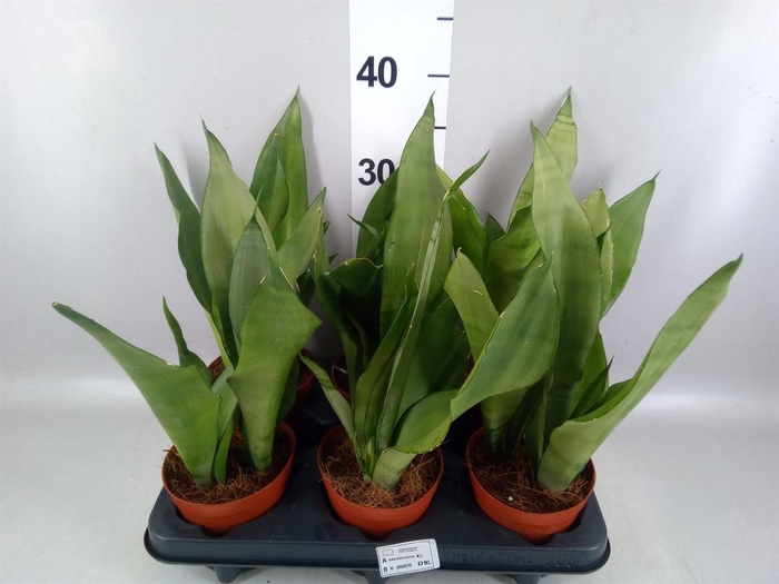 <h4>Sansevieria trifa. 'Moonshine'</h4>
