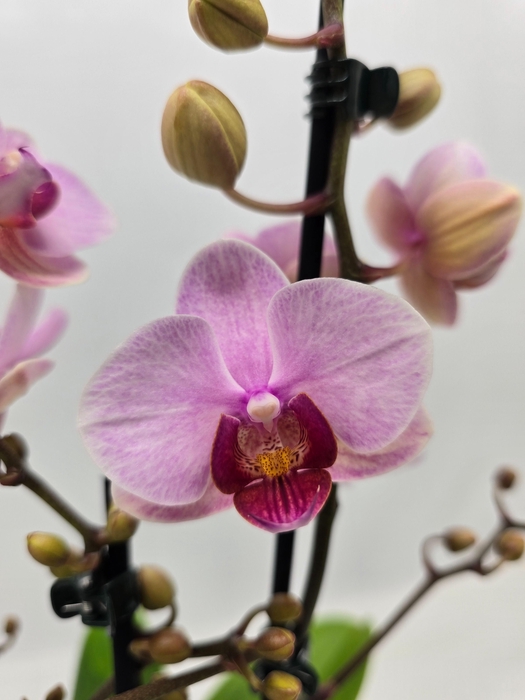 <h4>Limited 46 week 8</h4>