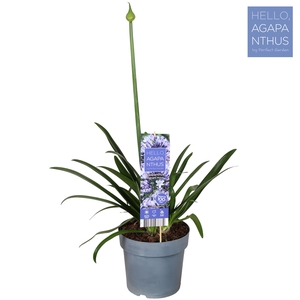 Agapanthus 'Midnight Moon' P23