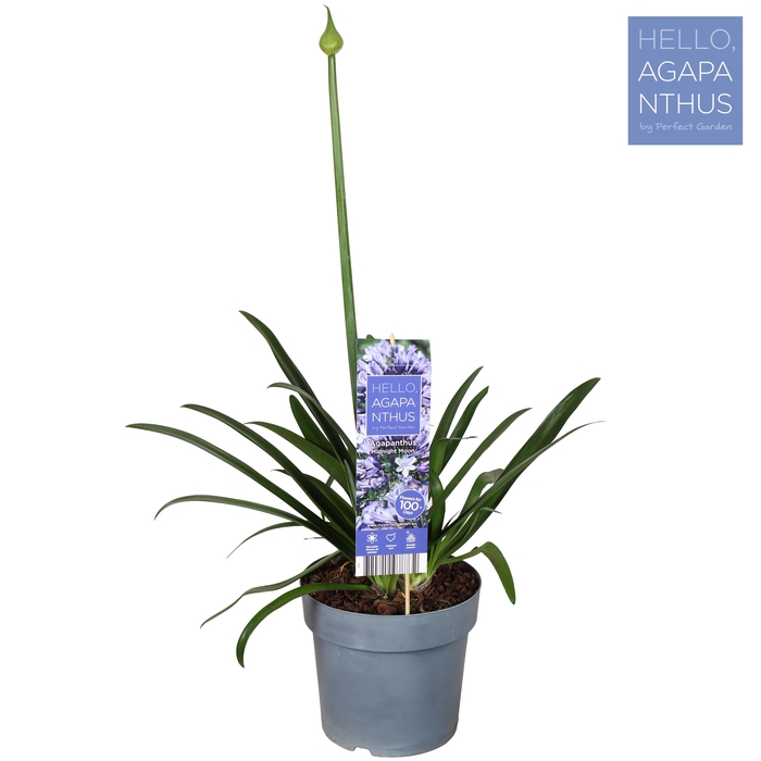 <h4>Agapanthus 'Midnight Moon' P23</h4>