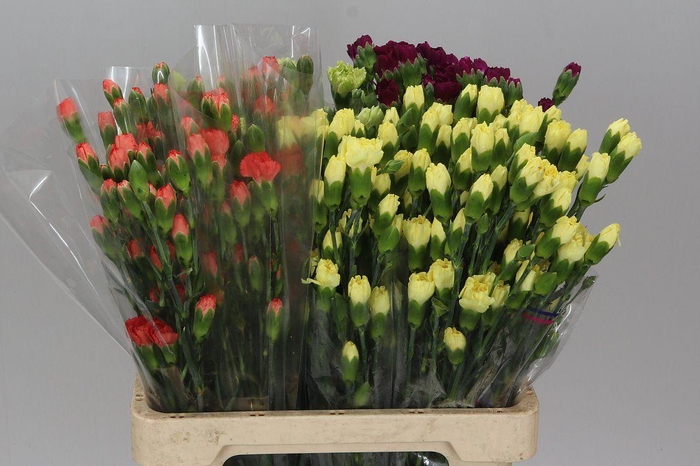 <h4>Di Tr Mixed X100</h4>