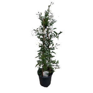 Solanum jasminoides
