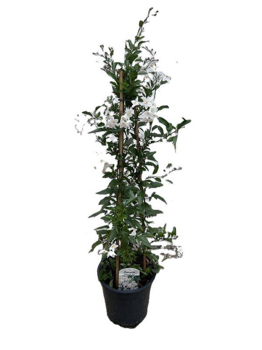 <h4>Solanum jasminoides</h4>