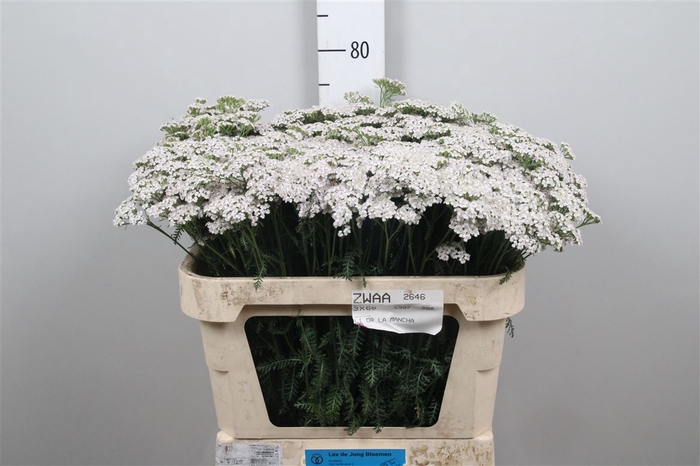 <h4>Achil M White Beauty</h4>