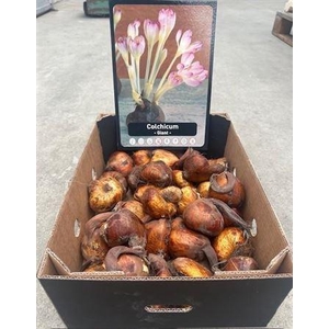 Colchicum Giant