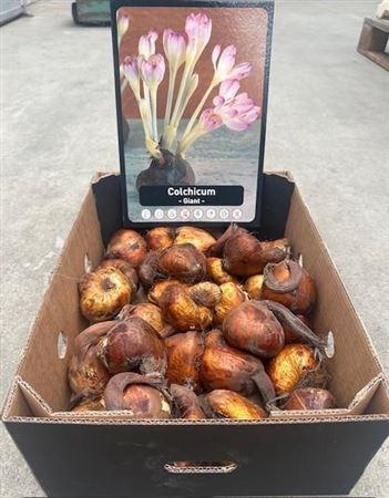 <h4>Colchicum Giant</h4>