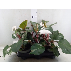 Philodendron   ...