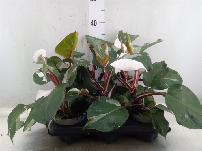 <h4>Philodendron   ...</h4>