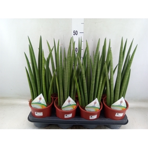 Sansevieria   ...