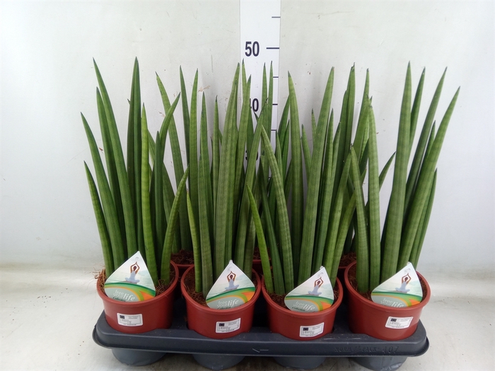 <h4>Sansevieria   ...</h4>