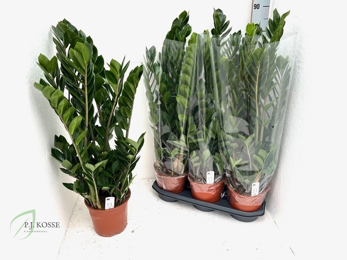 <h4>ZAMIO ZAMIIFOLIA</h4>