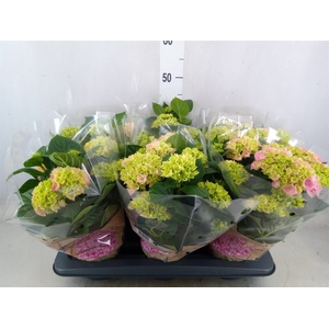 Hydrangea mac. 'Early Rosa'