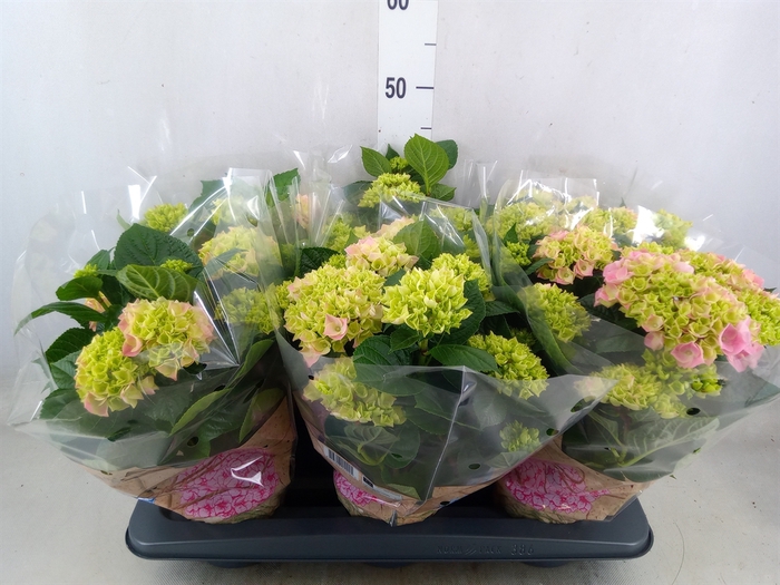 <h4>Hydrangea mac. 'Early Rosa'</h4>