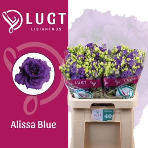 EUS G ALISSA BLUE