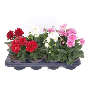 Dahlia Dahlietta mix