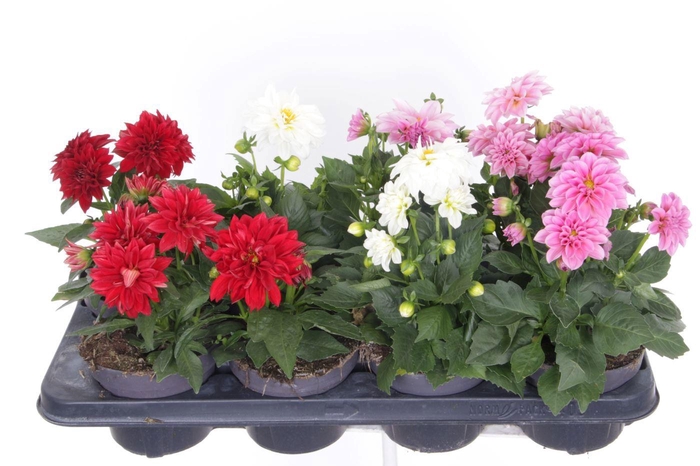 <h4>Dahlia Dahlietta mix</h4>