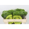 Dianthus Br Kiwi Mellow