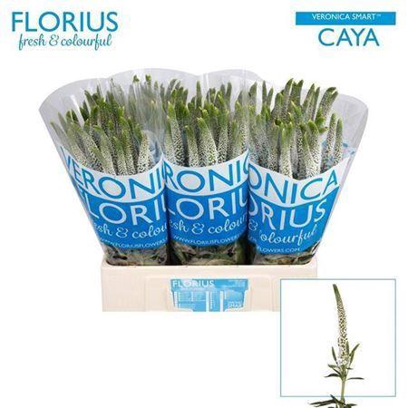 <h4>Veronica Smart Caya White</h4>