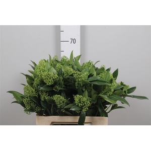 Skim C Kew Green Bs Xl