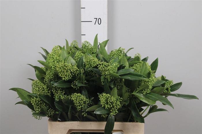 Skim C Kew Green Bs Xl