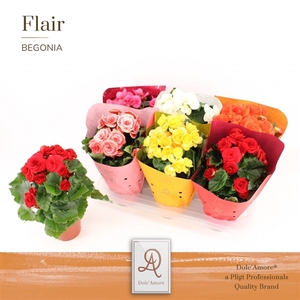 Begonia Mix P14 Dolc'Amore® Flair Metallic