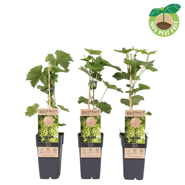 Vitis vinifera 'Sukribe', P15 (extra winterhard)