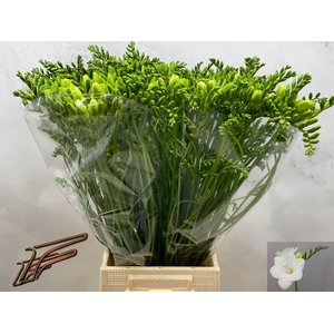 Freesia enk Corvette