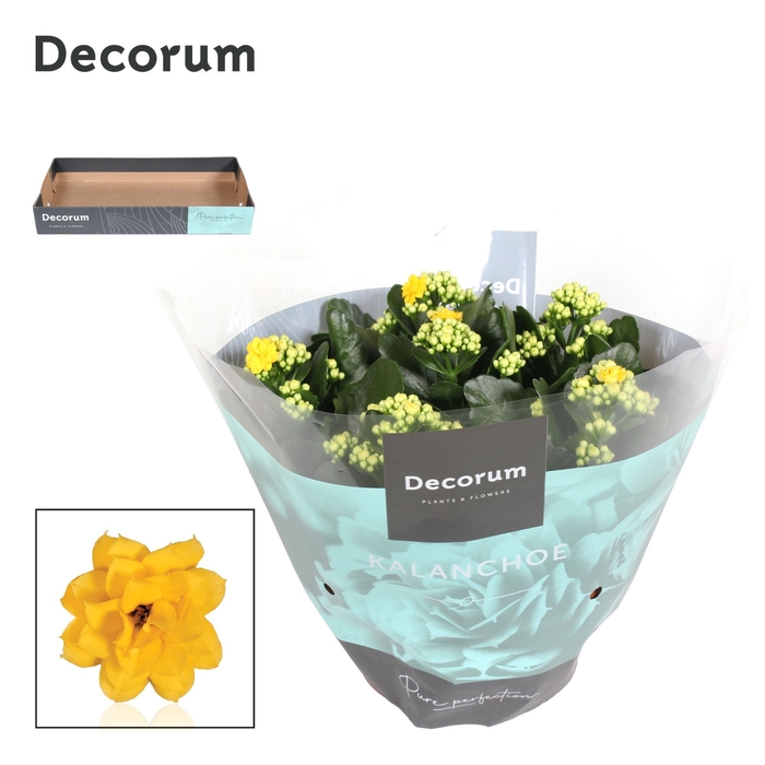 <h4>Kalanchoe Decorum - Yellow</h4>