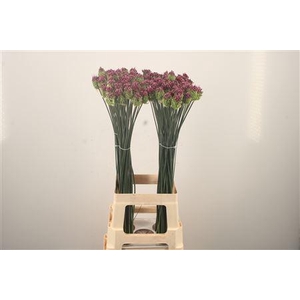 Allium Sphaerocephal
