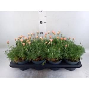 Rhodanthemum hosm. 'Zagora Orange'